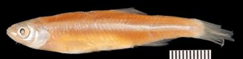 Media type: image;   Ichthyology 1785 Aspect: lateral,description
